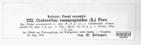 Craterellus cornucopioides image